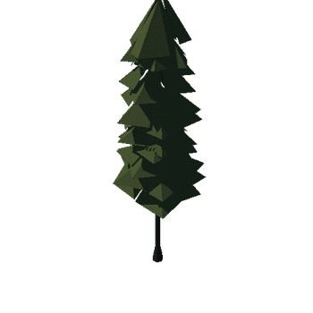 Fir Tree 7